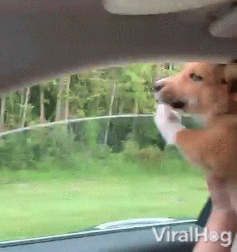 Dog Sticking Head Out of Car Window Viralhog