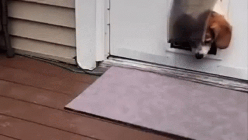 Dog Sticking Head Out of Dog Door