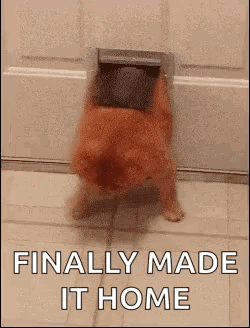 Dog Sticking Head Out of Dog Door