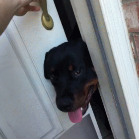 Dog Sticking Head Out of Door