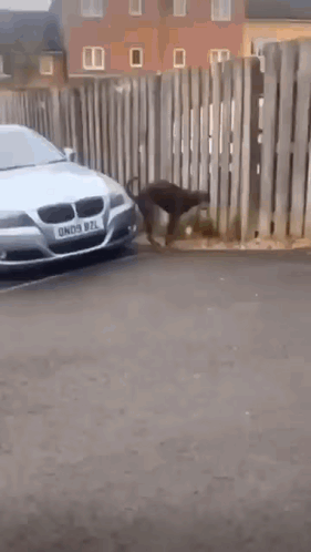 Dog Sticking Poop In Front Part Of Car GIF