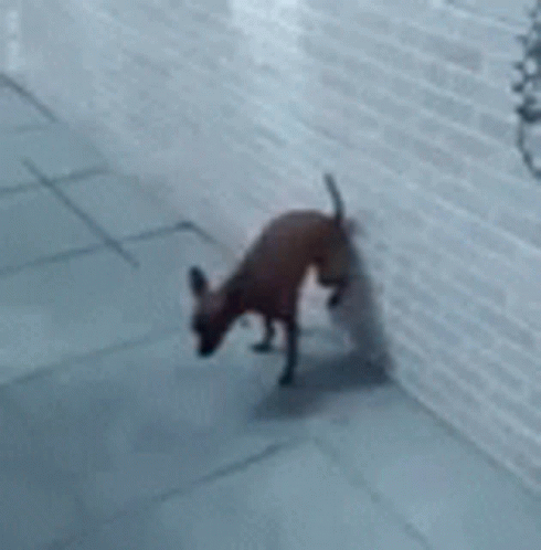 Dog Sticking Poop On The Wall GIF
