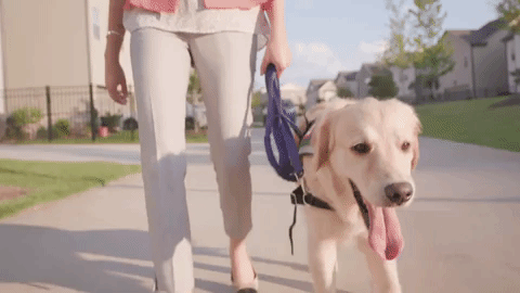 Dog Sticking Tongue While Walking GIF