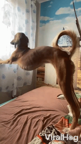 Dog Stretching Its Long Legs GIF