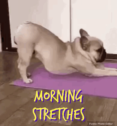 Dog Stretching on Yoga Mat