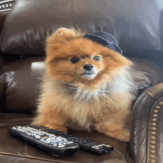 Dog Stunned Hmmmm GIF