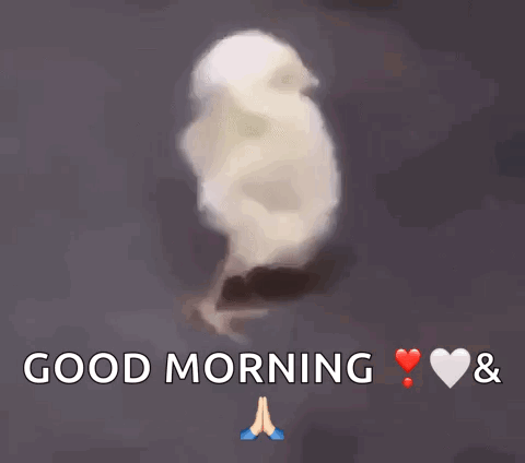 Dog Sunglasses Driving Saying Love You Good Morning