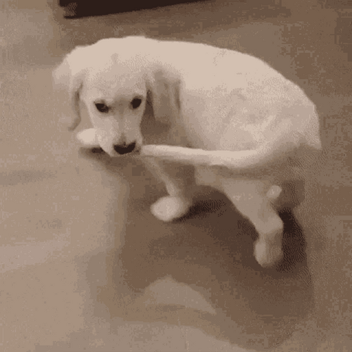 Dog Tail Biting Self GIF