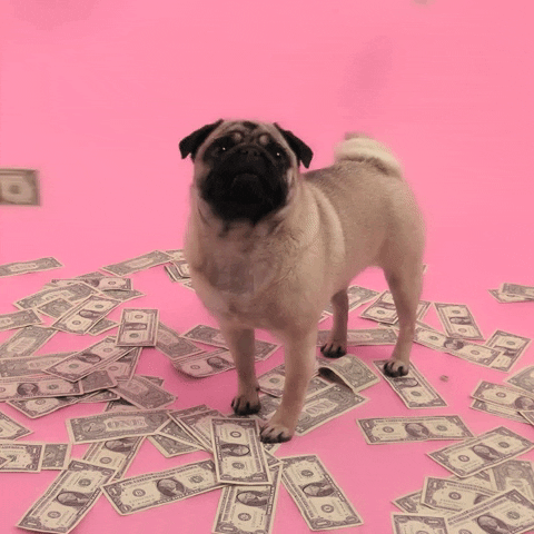 Dog Taking A Shower Of Dollar Bills GIF