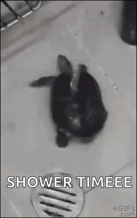 Dog Taking Bath in Sink