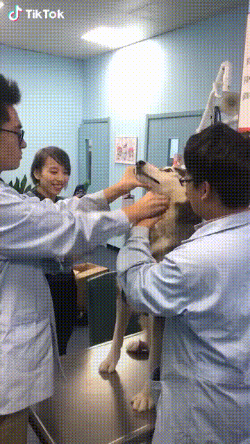 Dog Taking Medicine GIF