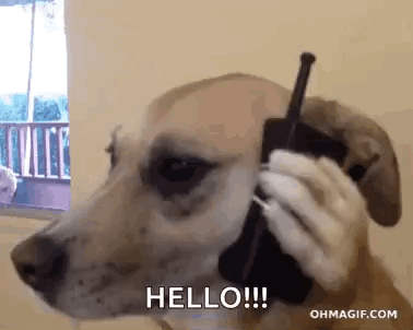 Dog Talking On Cell Phone Hello GIF