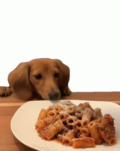 Dog Tastes This Penne GIF