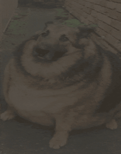 Dog That Looks Like A Turtle GIF