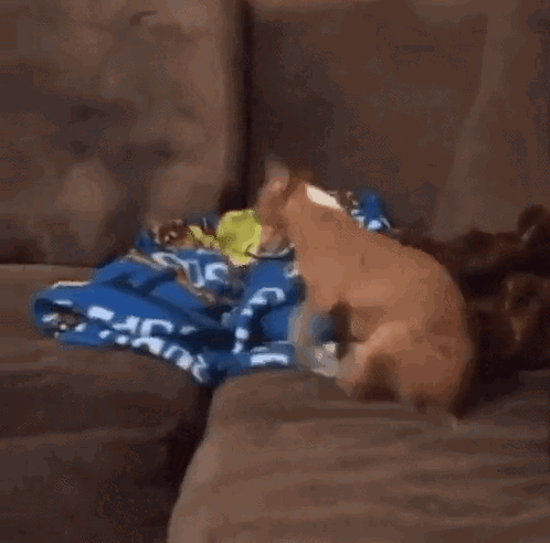 Dog That Looks Like Tiger Next To Couch GIF