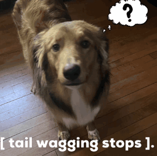 Dog Thinking Tail Wagging Stops