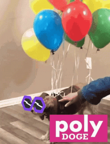 Dog Tied Balloons GIF