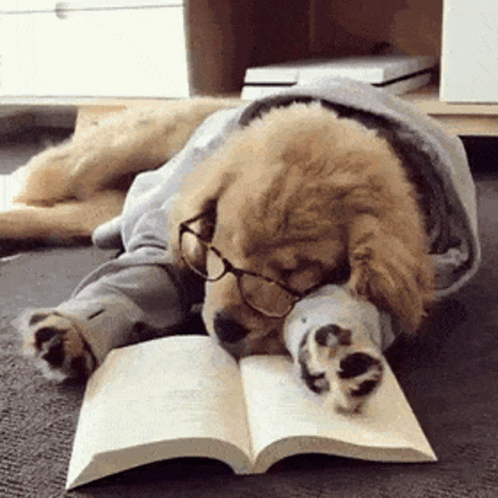Dog Tired Of Studying GIF