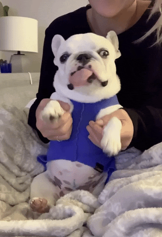 Dog Tongue Out Dancing GIF