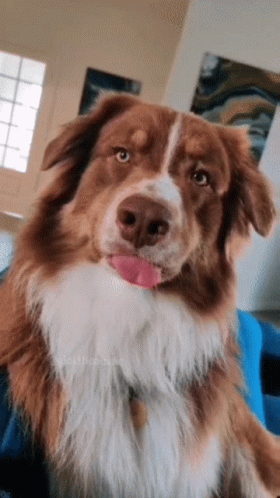 Dog Tongue Out Looking Silly GIF