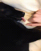 Dog Tongue Stretch Out Prank GIF