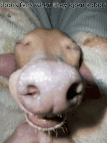 Dog Trademark Quando Tem Que Trabalhar Nos Events Dele