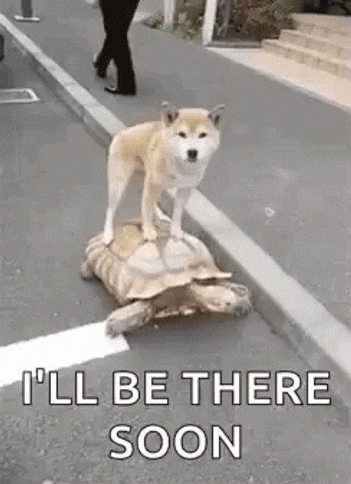 Dog Turtle Friends See You Soon GIF