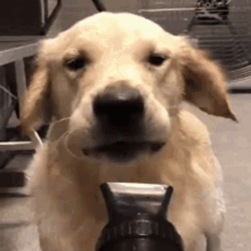 Dog Using Dry Heat Blower GIF