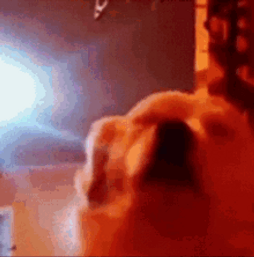 Dog Vibin' And Swaying Rgb Lights On GIF