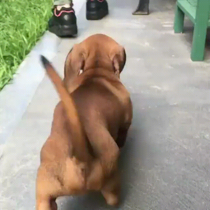 Dog Waddles Cute Tail GIF