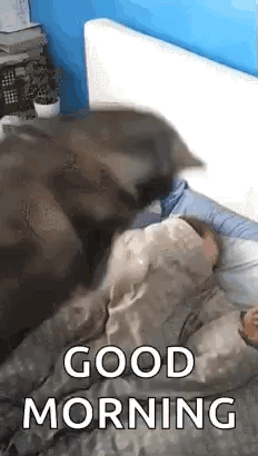 Dog Waking Up Good Morning Meme GIF