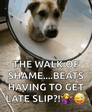 Dog Walk Of Shame GIF