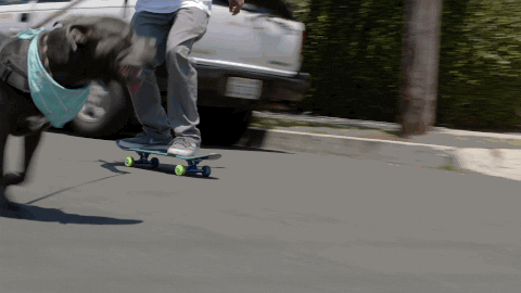 Dog Walking And Skateboarding GIF