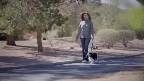Dog Walking And Tail Wags GIF