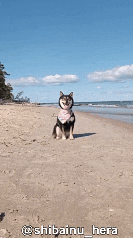 Dog Walking At The Beach GIF