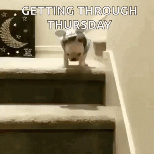 Dog Walking Down Stairs Getting Through Thursday GIF