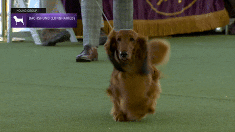 Dog Walking Fast With Leash On GIF