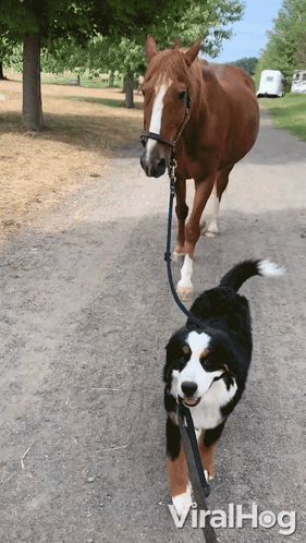 Dog Walking Horse GIF