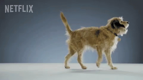 Dog Walking in Front of Netflix Ad