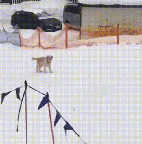 Dog Walking In Snow Near Flags GIF