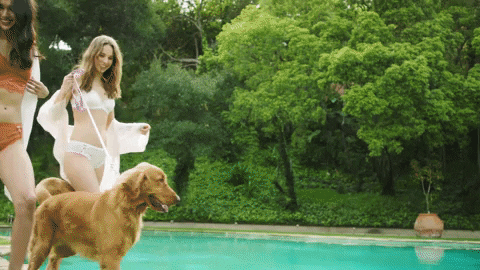 Dog Walking In The Pool GIF