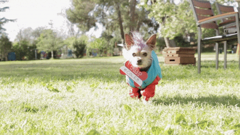 Dog Walking Near The Camera GIF