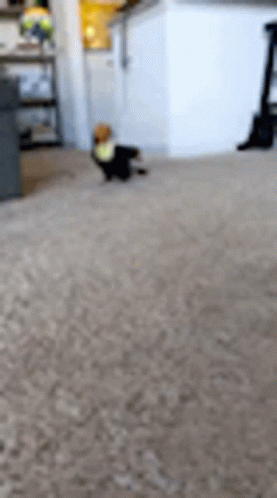 Dog Walking on Carpet