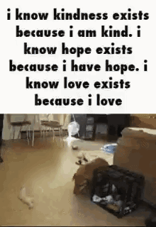 Dog Walking Saying I Know Kindness Exists Because I Am Kind GIF
