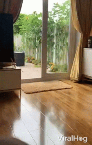 Dog Walking Through Living Room