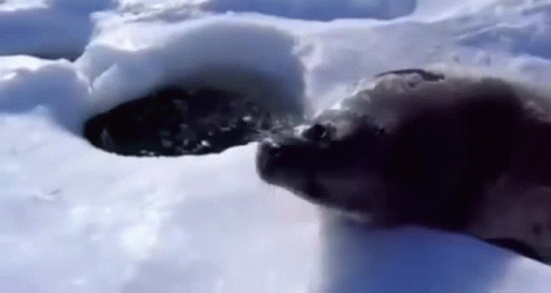 Dog Walking Through Snow
