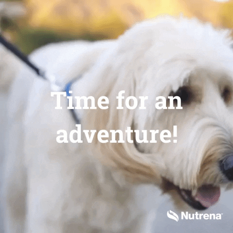 Dog Walking Time For An Adventure GIF