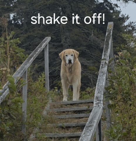 Dog Walking Up Wooden Stairs Saying Shake It Off GIF