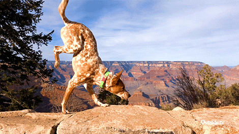 Dog Walking Upside Down On Balance Beam GIF