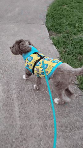 Dog Walking With Leash GIF